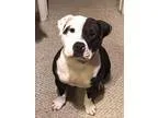 Adopt Joslynn a Pit Bull Terrier