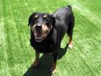 Adopt KARLIE a Rottweiler