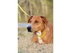 Adopt Mable a RedGoldenOrangeCh estnut - with White Hound (Unkno