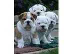 forever english bulldog puppies