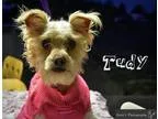Adopt Tudy a White Poodle (Miniature)  Terrier (Unknown Type