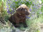 Wonderful labrador retriever puppies