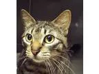 Adopt Truffles a Brown Tabby Domestic Shorthair (short coat) cat