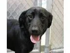 Adopt Sabrina a Labrador Retriever  Mixed dog in Hilton Head SC 