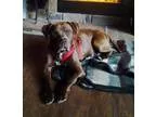Adopt Cooper a BrownChocolate Pit Bull Terrier  Mixed dog in Ash