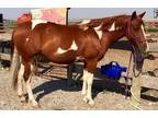 Paint Mare looking for a good home