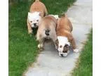 Basic english bulldog puppies