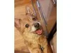 Adopt Foxy in New England a Corgi Jack Russell Terrier (Parson R