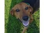 Adopt Hank a Coonhound