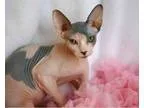 sphynx kittens to adopt