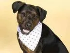 Adopt FELIX a Rottweiler