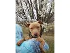 Adopt Darcimeet me a Brindle - with White American Pit Bull Terr