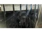 Adopt Kringle a Neapolitan Mastiff