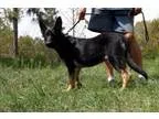 Adopt Sadie a German Shepherd Dog