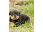 Hble german rottweiler pups ready now