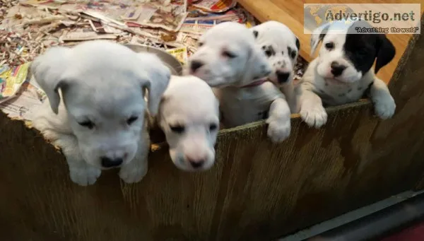 Well bred Dalmatian Puppies with great temperaments