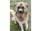 Adopt Tyson a Great Pyrenees Anatolian Shepherd