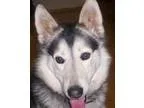 Adopt Rizzo a Siberian Husky