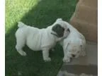 English Bulldog Puppies