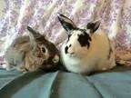 Adopt Furdinand and Lady Gwen a Lionhead Bunny Rabbit