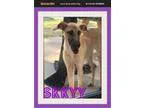 Adopt Lolita a Labrador Retriever