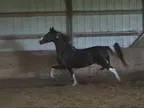 Double Registered Homozygous Black White American Saddlebred Pin
