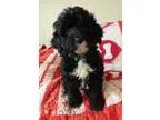 Excellent Portuguese Water Dog Puppies Available