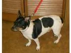 Adopt Maxwell Smart a Fox Terrier