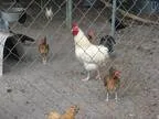 Adopt Roosters (4) a Chicken bird in Christmas FL (15223797)