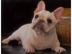 Trained french bulldog puppies available