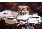 Adopt Edgar a BrownChocolate - with White Australian Shepherd  B
