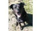 Adopt Ringo a Labrador Retriever Australian Cattle Dog (Blue Hee