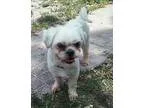 Adopt Willy a White Shih Tzu  Lhasa Apso  Mixed dog in Ft.