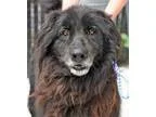 Adopt SHADOW a Newfoundland Dog