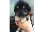 Adopt Mellette a Cattle Dog