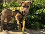 Adopt DUTCHINGTON a Weimaraner  German Shepherd Dog  Mixed dog i
