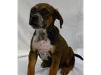 AKC DOBERMAN PUPPIES