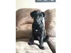 Trusty - Male Basset HoundLabrador Retriever Mix