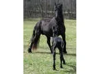 Tall Modern Breathtaking PURE Dutch Friesian