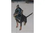Adopt Little Man a Miniature Pinscher  Mixed dog in Spring TX (1