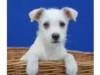 Adopt LOUIS a White Terrier (Unknown Type Small)  Mixed dog in L