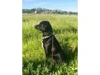 Adopt Dixie a Black - with White Labrador Retriever  Border Coll