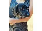 Adopt Perdita - in Maine a Border Collie