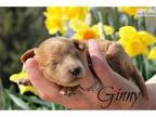 Yorkie Puppy