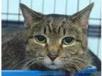 Adopt Cornelia APPLE VALLEY PETCO a Tabby - Brown