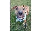 Adopt Zane a TanYellowFawn - with White Pit Bull Terrier  Mixed 
