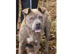 Adopt Rogue a Chow Chow