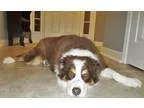 Adopt Sawyer a Australian Shepherd  Mixed dog in Waxhaw NC (1516