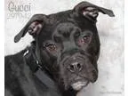 Adopt Gucci a Boxer Terrier