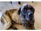 Adopt Leaper - Medical Hold a Mastiff